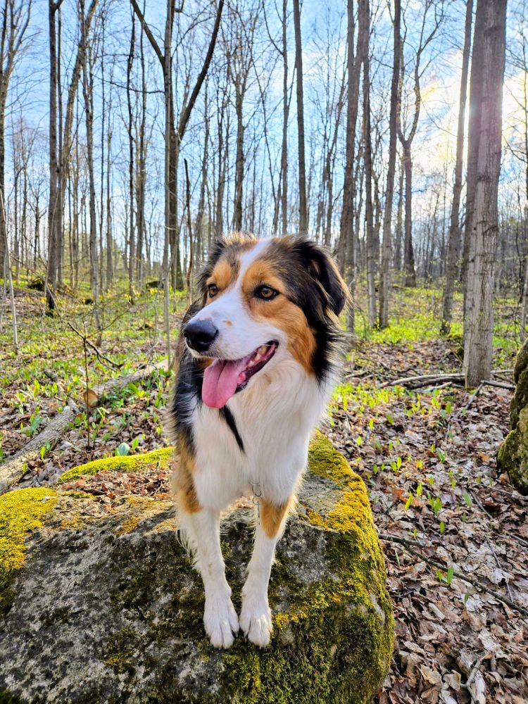 A beautiful sable/tri-colour English Shepherd standing on a moss covered rock with her tongue hanging out. In the background is a maple stand, no leaves out yet. 
