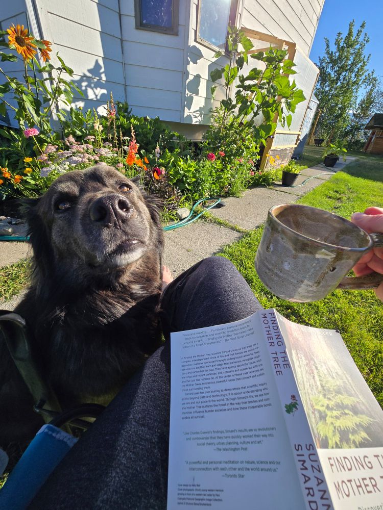 A black dog with a white chin asks for pets while a his human holds her coffee and reads a book in the garden.  Flowers are visible in the background