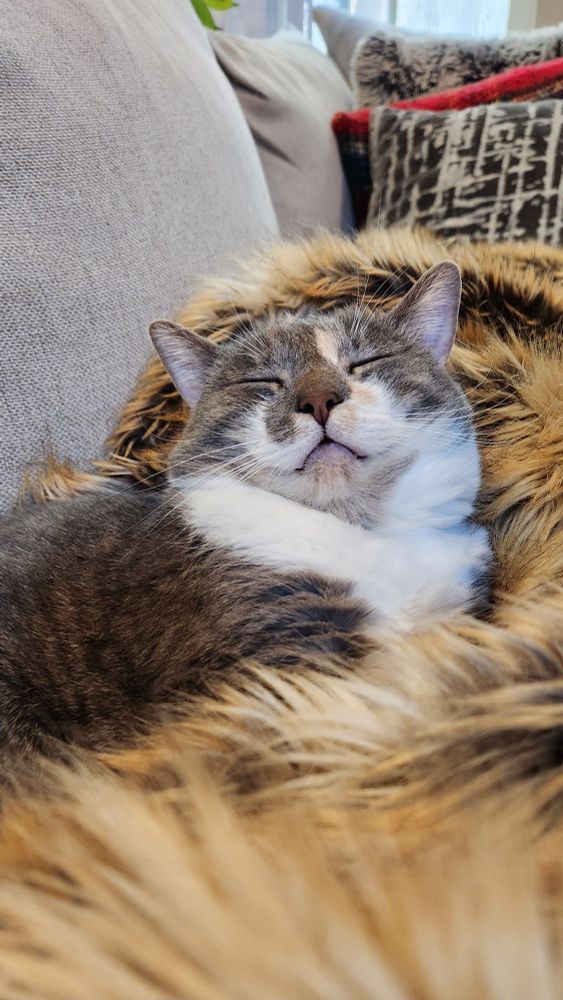 Cute small cat is so sleepy.