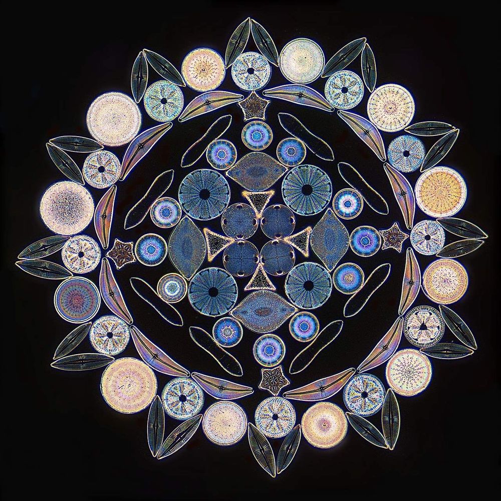 diatoms arranged on a slide in a circular rosette pattern. they are iridescent and other worldly looking.