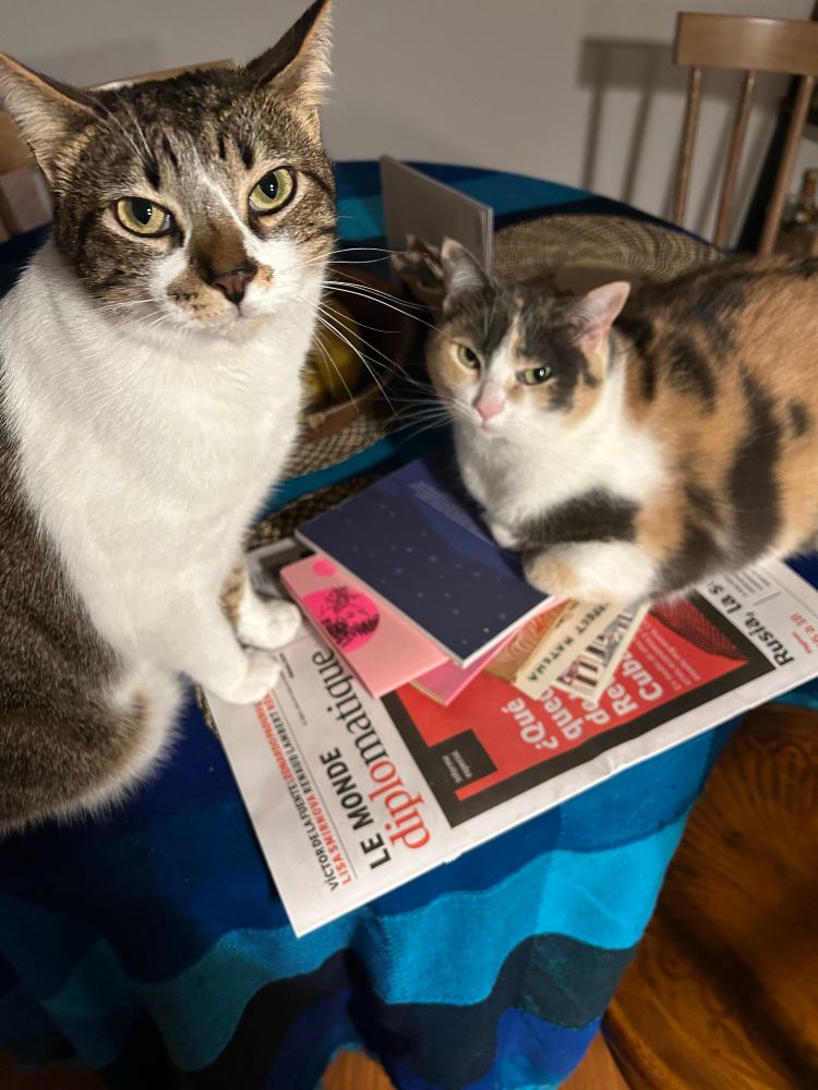 Dos michis mirando la cámara con desdén