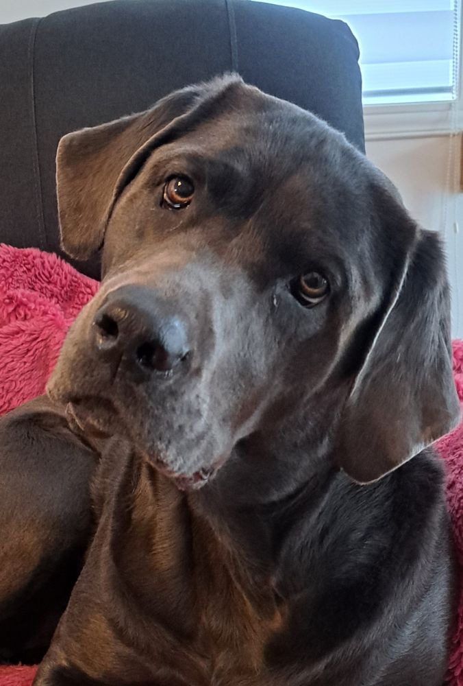 Face of charcoal labrador dog.