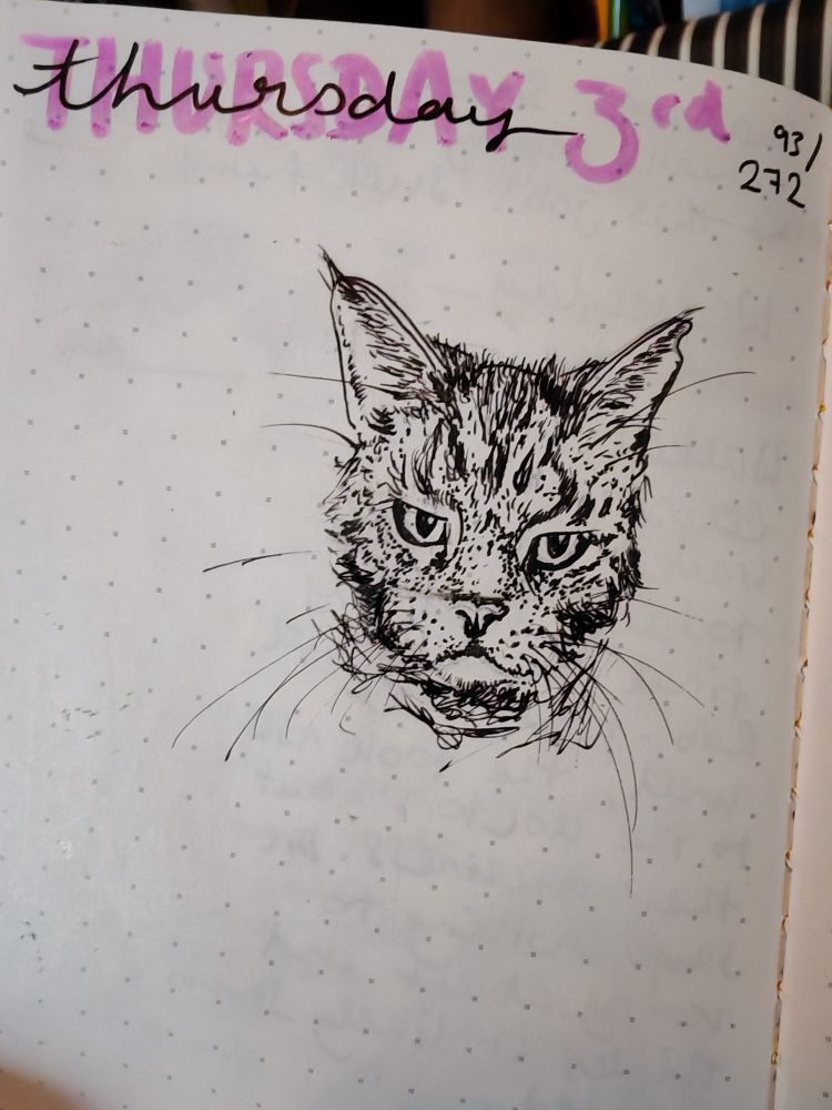 Ink fineliner drawing of a cross looking tabby cat