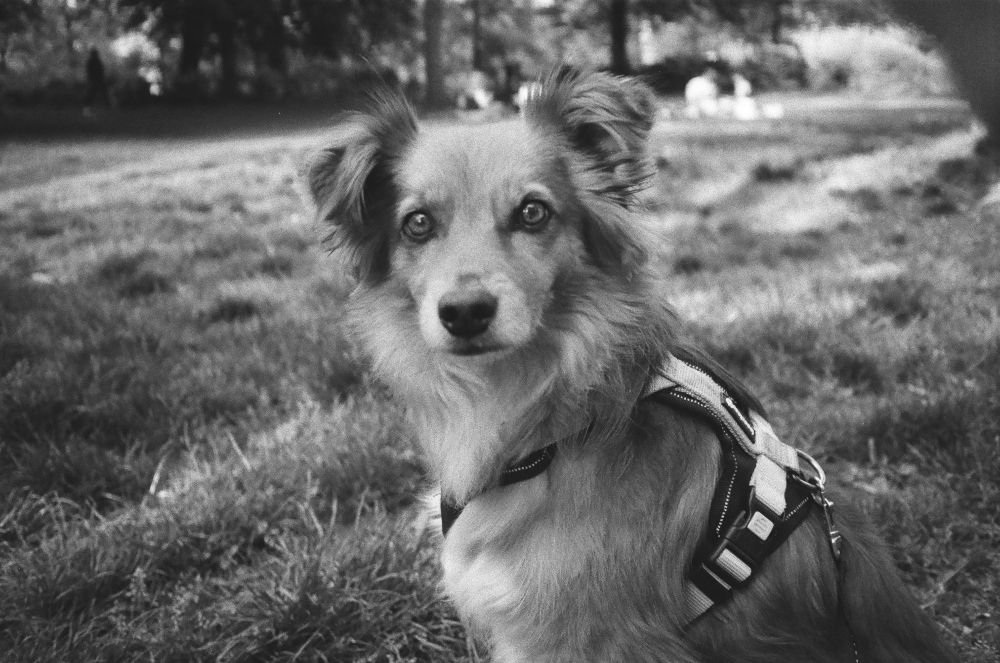 Belly the cutest dog