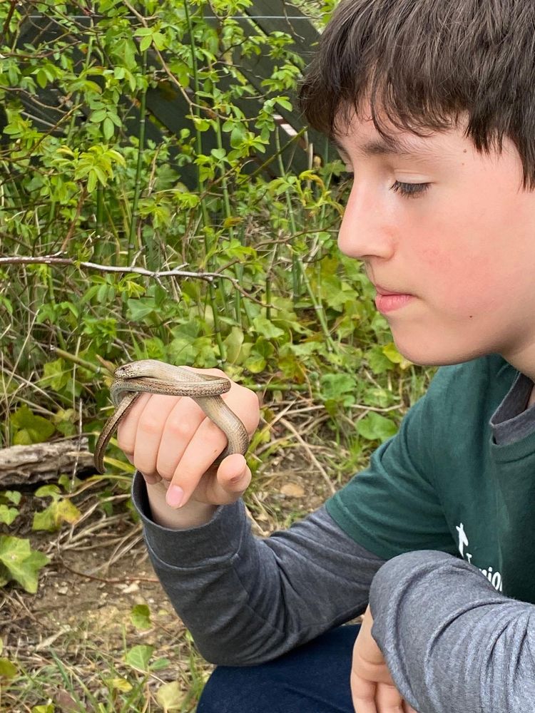 Photo me (a young boy) wearing a green junior zookeeper t-shirt from ZSL London Zoo, holding a legless lizard or slow worm in my hand and admiring it against a background of green foliage at London Wetland Centre