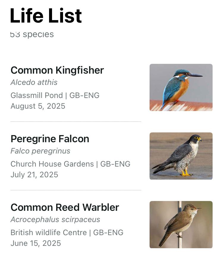 Screenshot of my life list on Merlin Bird ID app showing text and pictures for a common kingfisher spotted at Glassmill Pond this morning; as well as a peregrine falcon seen at Church House Gardens July 21st and common reef warbler seen at the British Wildlife centre on June 15th