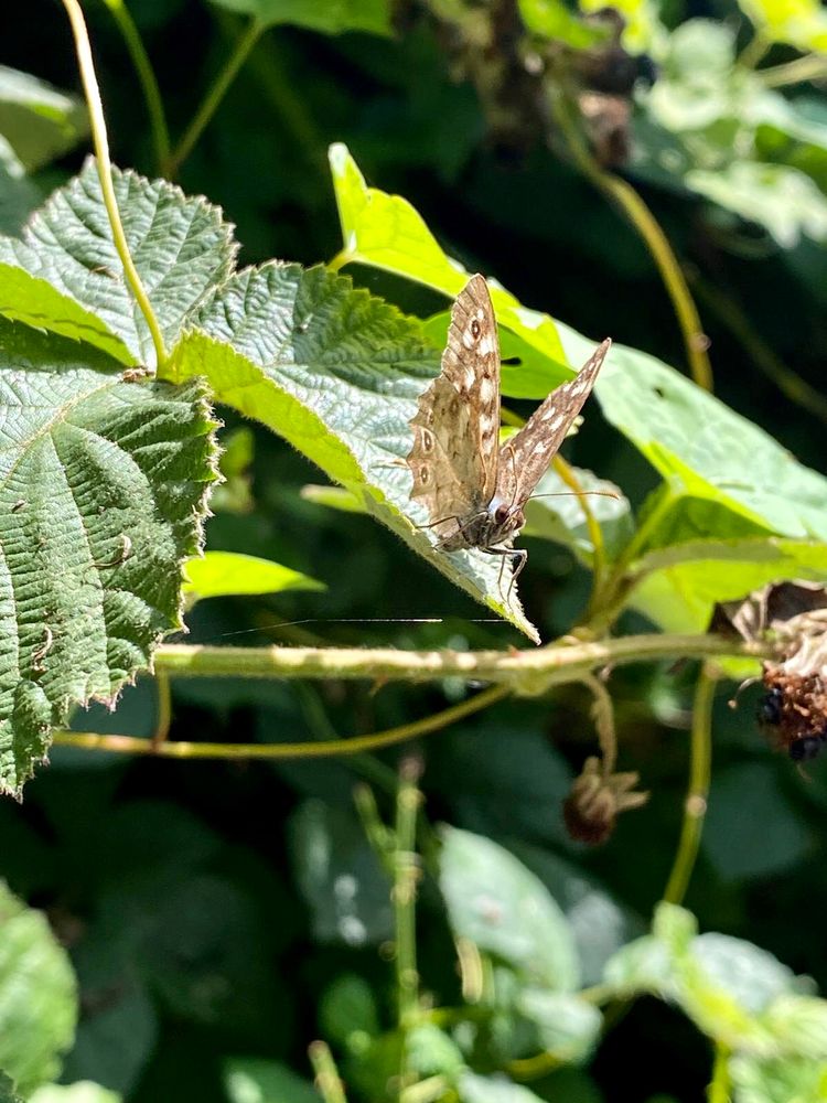 Speckled wood butterfly facing the camera getting some sun on a green leaf with foliage in the background 