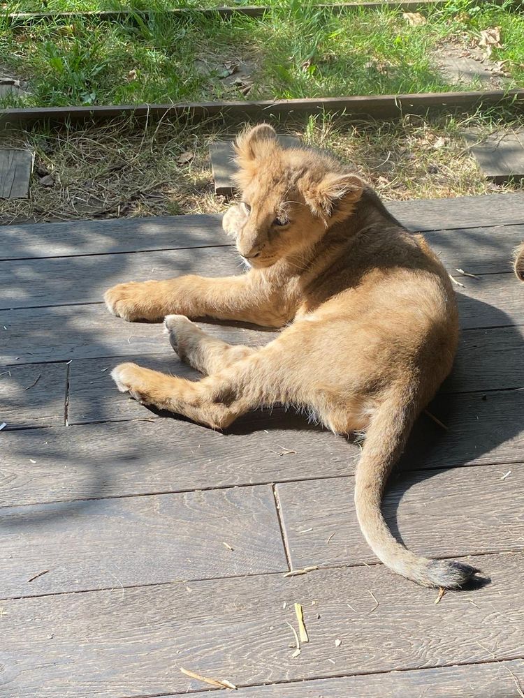 Juvenile lion photo taken at ZSL London last year, lying down in the sun on a wooden platform with grass in the background 