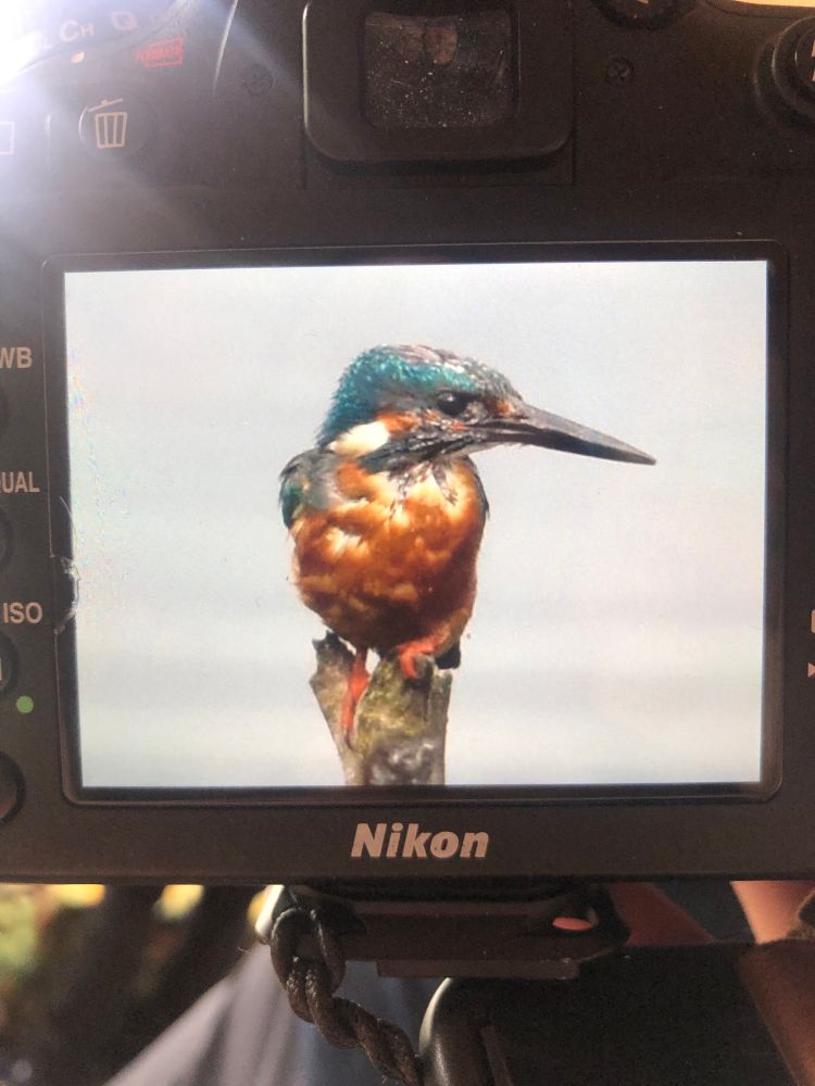 Photo showing the back screen of a Nikon camera showing a photo taken of a common kingfisher at Rainham Marshes sitting of a perch above an out of focus water background 