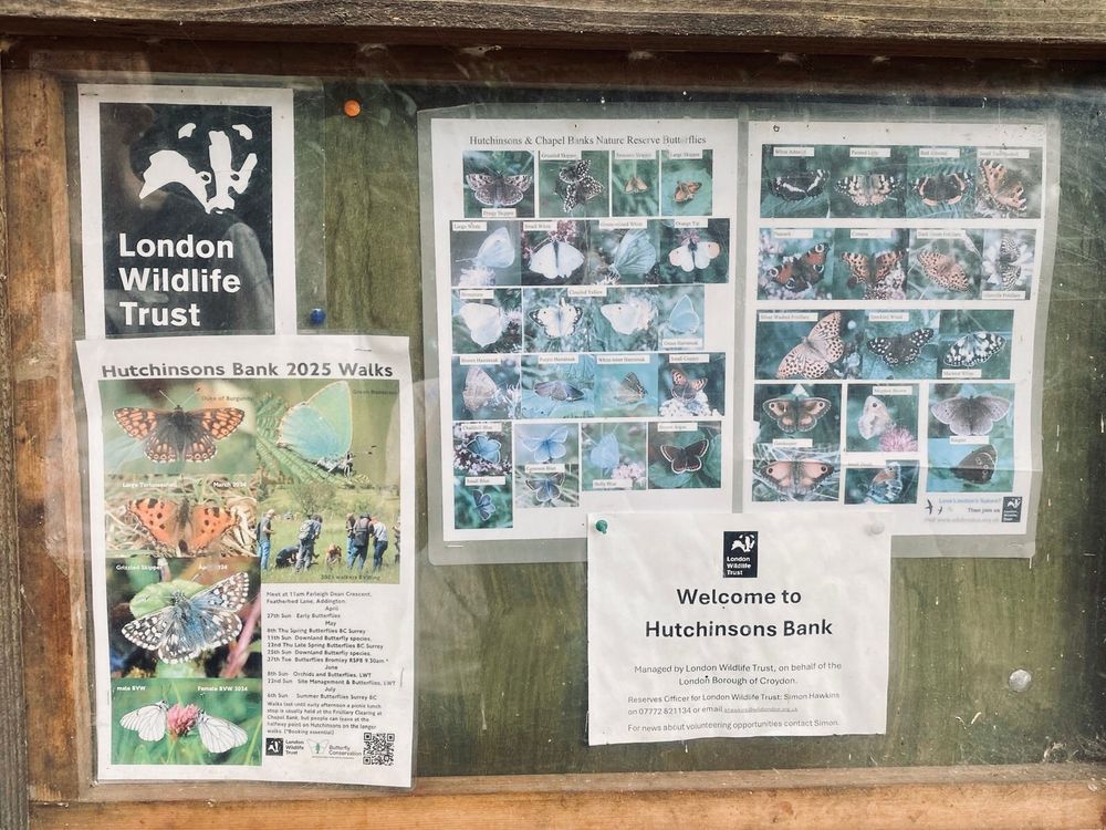 Information board for Hutchinson’s Bank Nature Reserve displaying all the different types of butterfly species found on the London Wildlife Trust site, including some spotted on walls in 2025