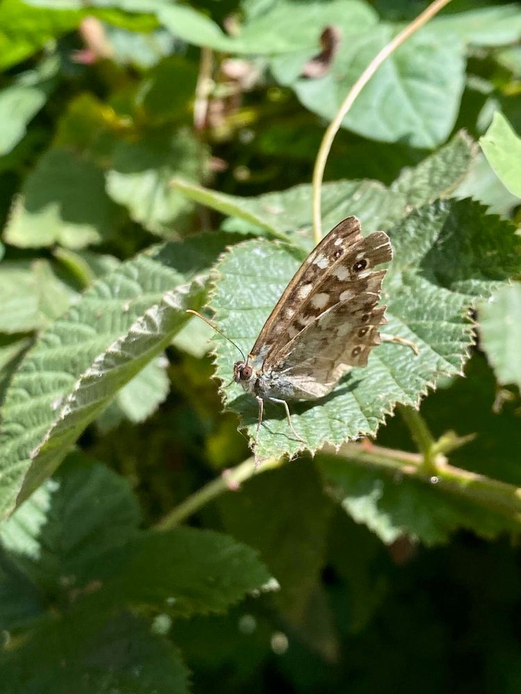 Speckled wood butterfly in profile getting some sun on a green leaf with foliage in the background 