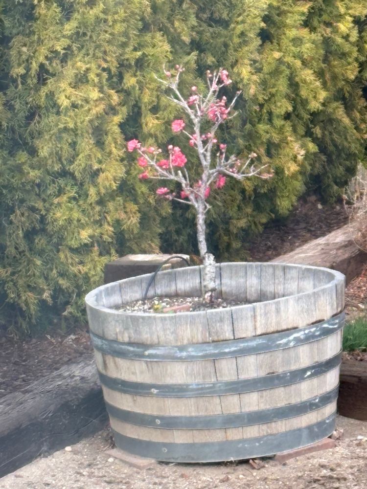 Pink flowers blooming on a small tree growing in a wine barrel. 