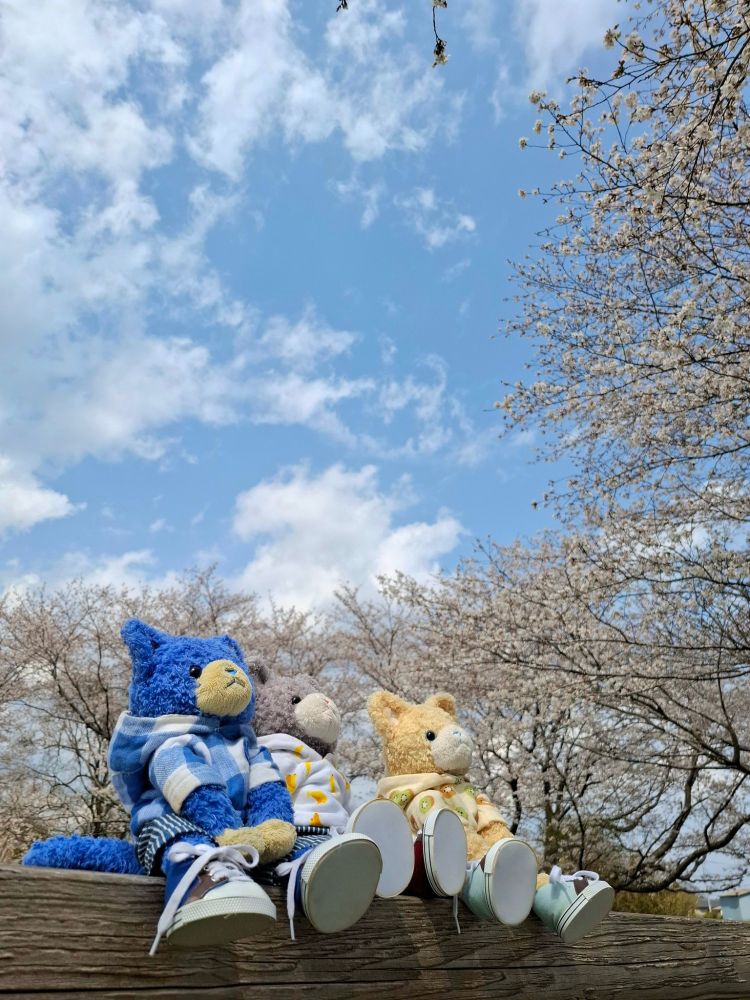 プリンスキャット シエロ グラナータ アクア
お花見🌸