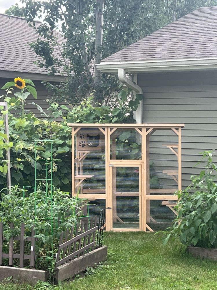 A screened wooden cat enclosure in a garden. A grey tabby cat peeks out from the enclosed hideaway. 