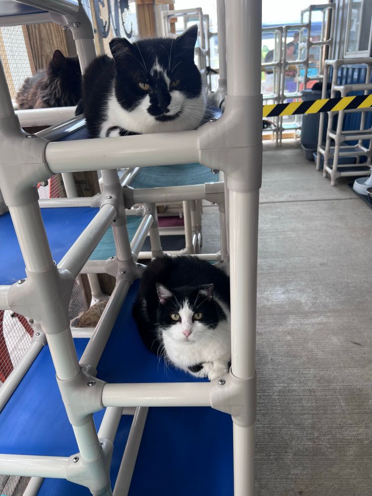 Cats sit on multiple levels of a cat bed structure. 