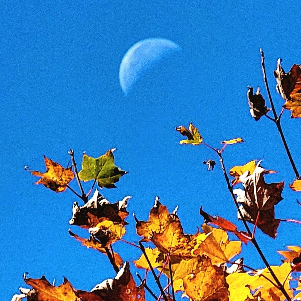 A half-moon in daylight just above autumn leaves