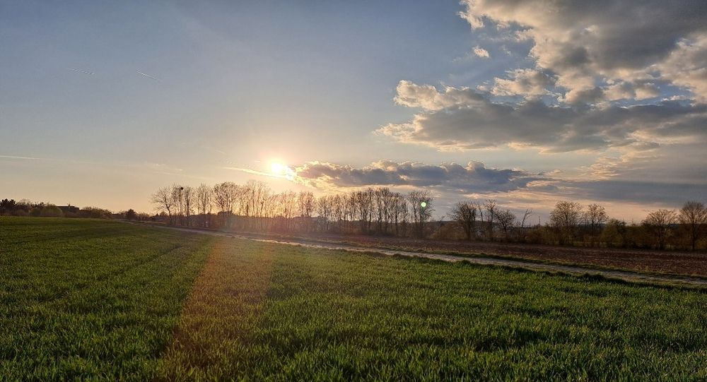 Ein Sonnenuntergang über einem grünen Feld mit kahlen Bäumen und teils wolkigem Himmel.
