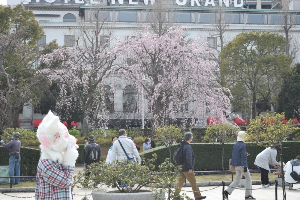 桜咲く　春の山下公園