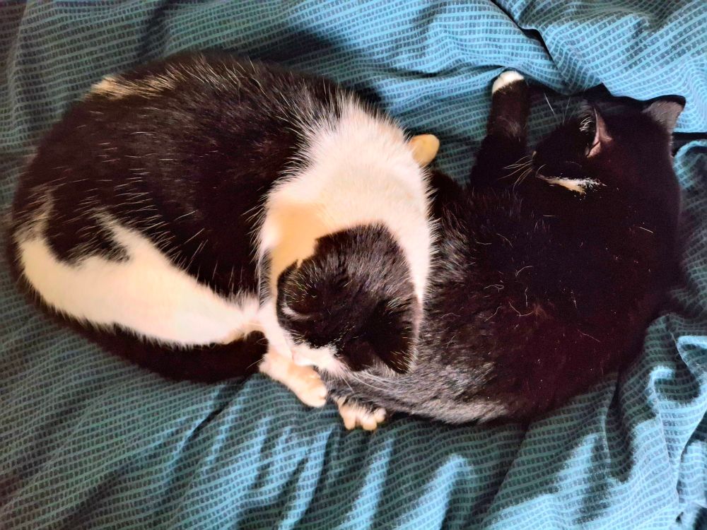 Two black and white cats piled up to sleep on a bed