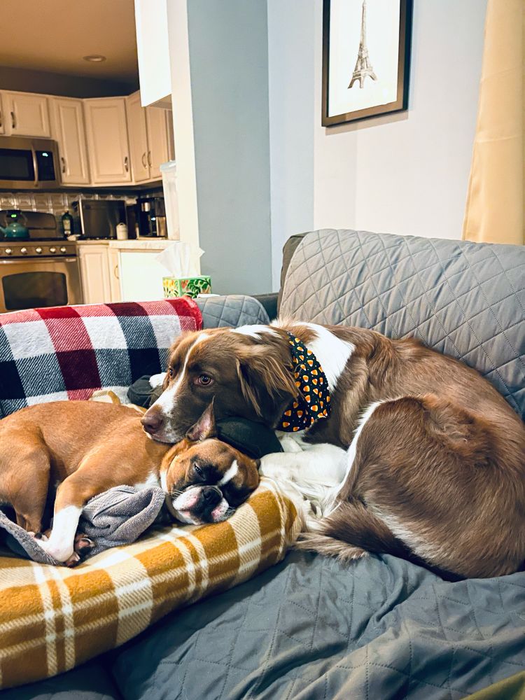 Two beautiful dogs: a Boston Terrier and Mixed Breed