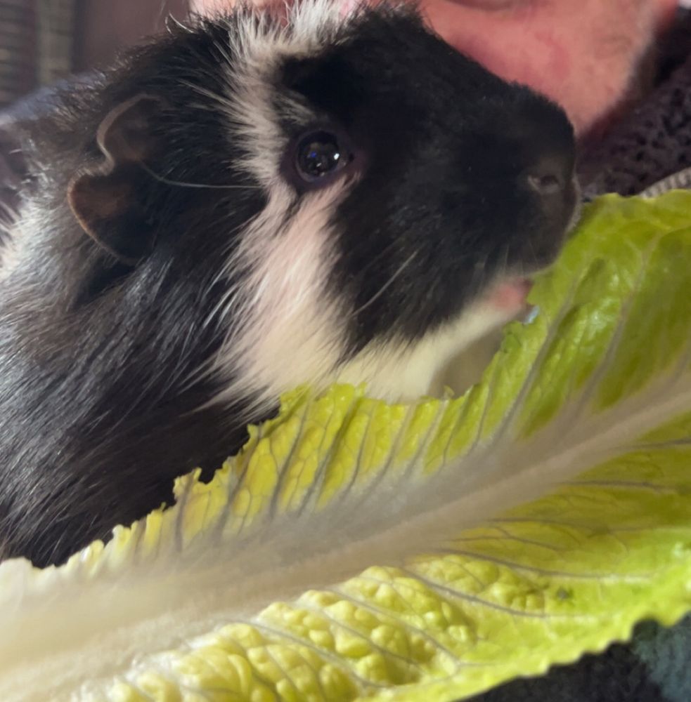 Rocky the black and white Guinea pig takes on a massive lettuce leaf.
