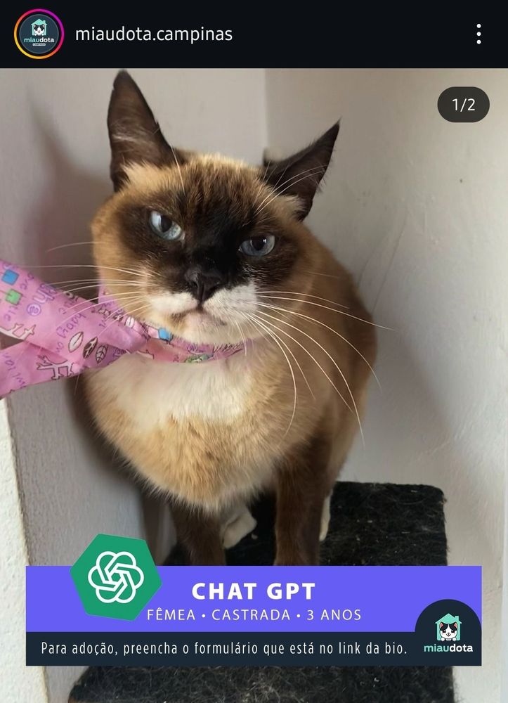print de anúncio de gatinhos para adoção do gato chat gpt (coitado)