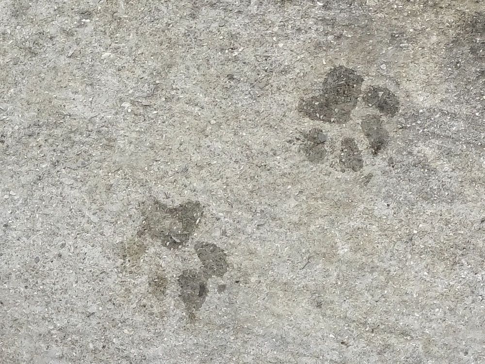 コンクリート地面についた動物の足跡2つ。4本の指と手のひらのあとがみえる。