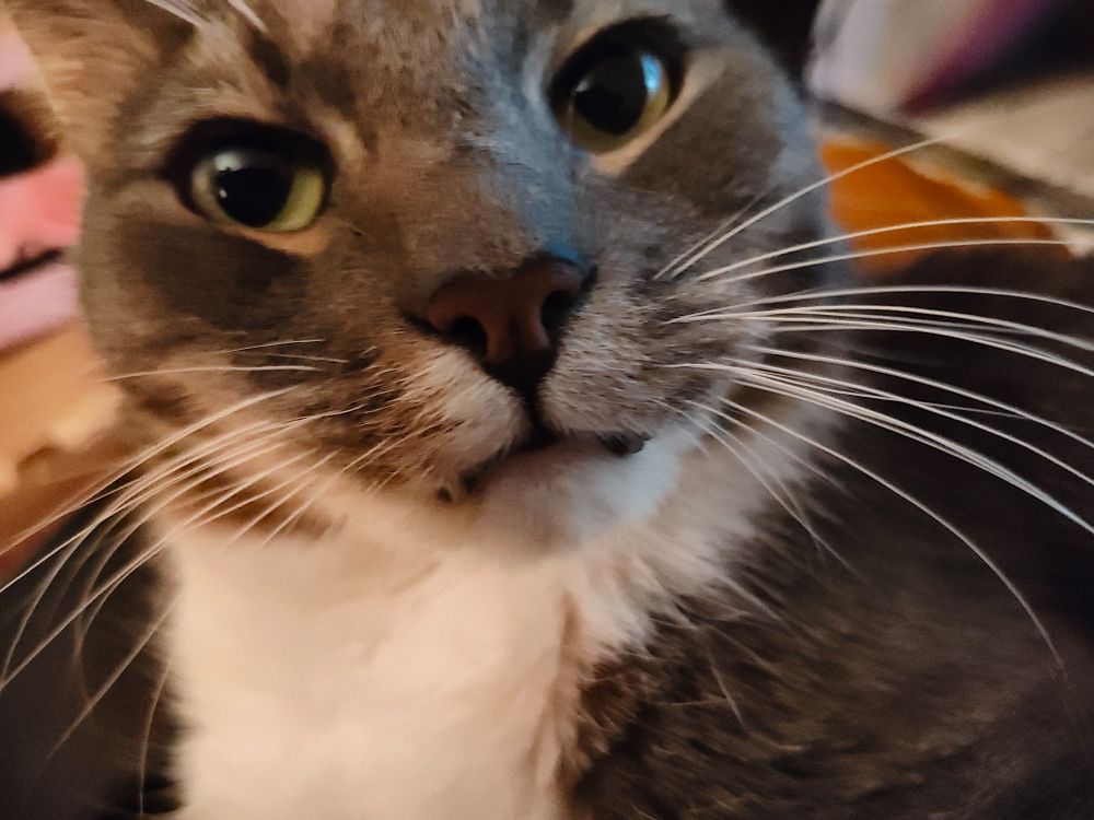 closeup of a cat's face