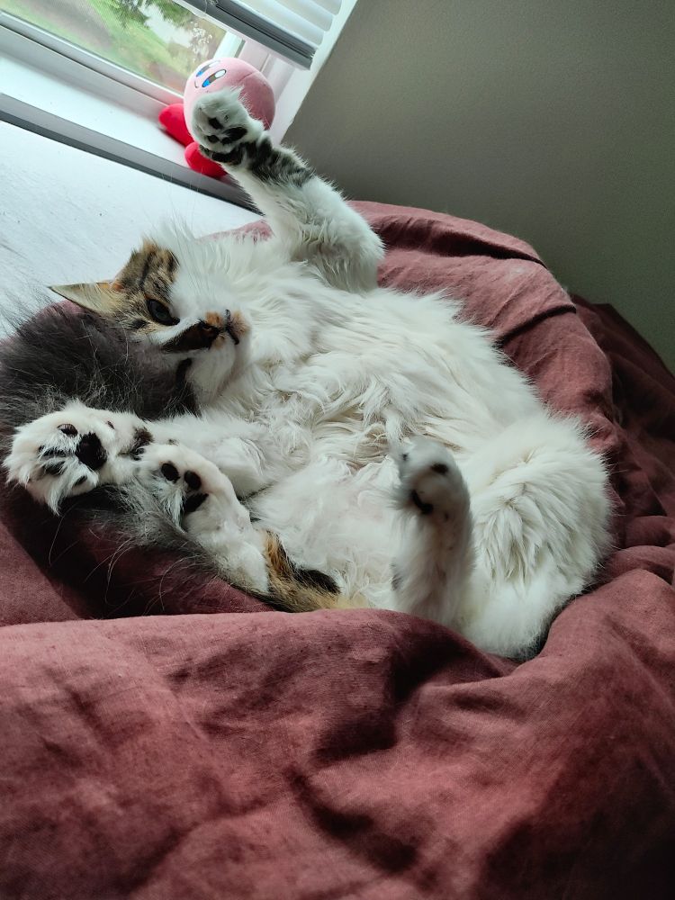 cat lying twisted with her paws in the air