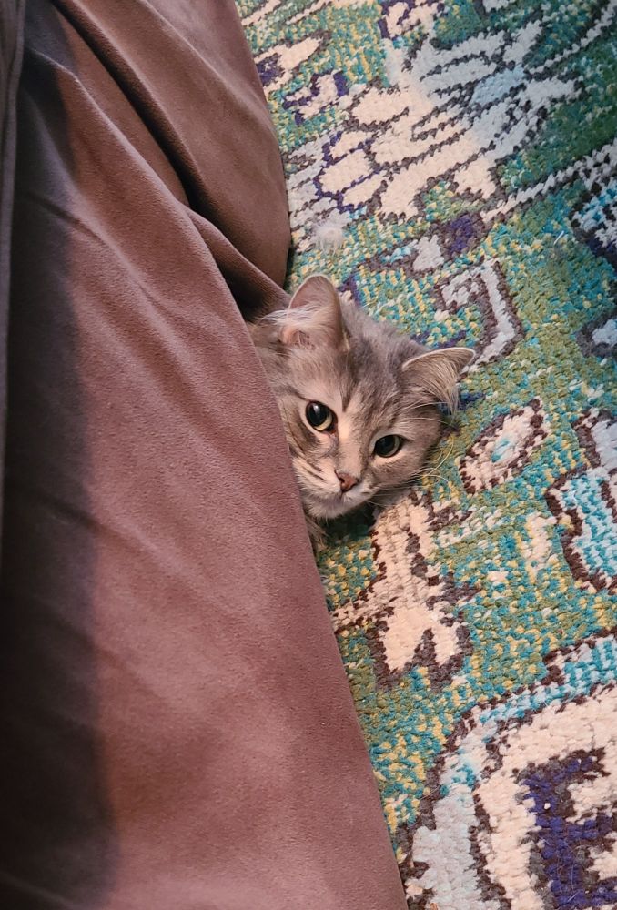 My cute cat's little grey fluffy head, peeking out from under a brown couch. Laying on a green, blue, off-white, and brown rug. She has the existential dread look on her face.