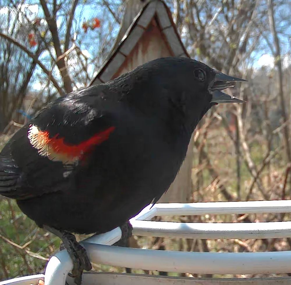 Red-winged blackbird on feeder