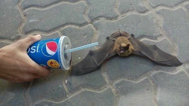 A small bat lays across pay cobblestone streets (likely in Europe because America don't have this shit) and is screeching at a human offering it soda.