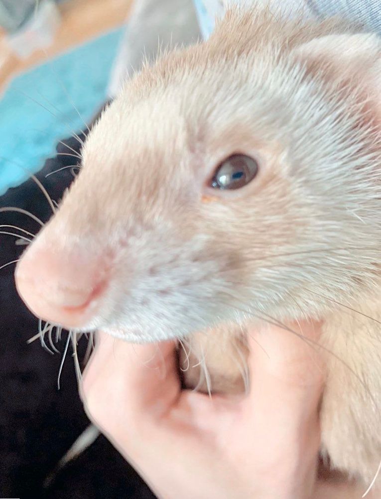 Clearly visible pupils of a ferret.