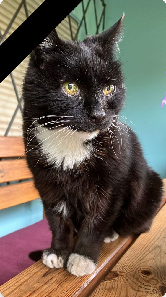 Kater Freddie sitzt auf einem Gartentisch. Eines seiner letzten Fotos - links oben ein schwarzer Trauerbalken. 