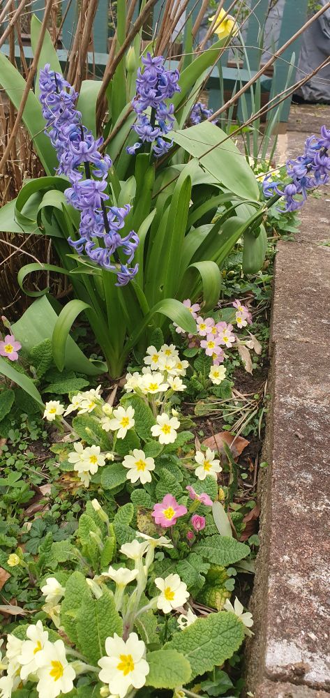 Primroses and hyacinths