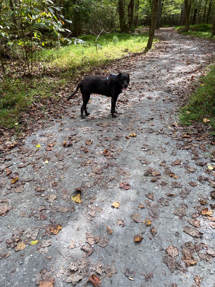 A closeup of the same scene, focused on the black dog who is looking at the camera and smiling happily with her tongue out.