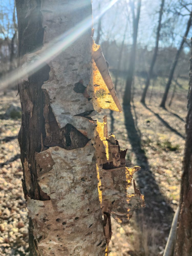 Close-up of a birch tree trunk with peeling bark that looks like a face. Sunlight filters through the gaps in the bark, creating a glowing effect, with a blurred forest background.