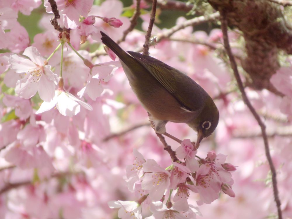 Éan beag (waxeye) agus bláthanna silíní 