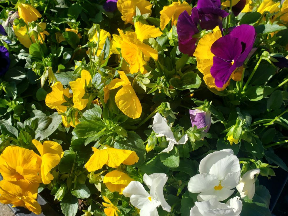A photograph of yellow, white and purple pansies in midday light