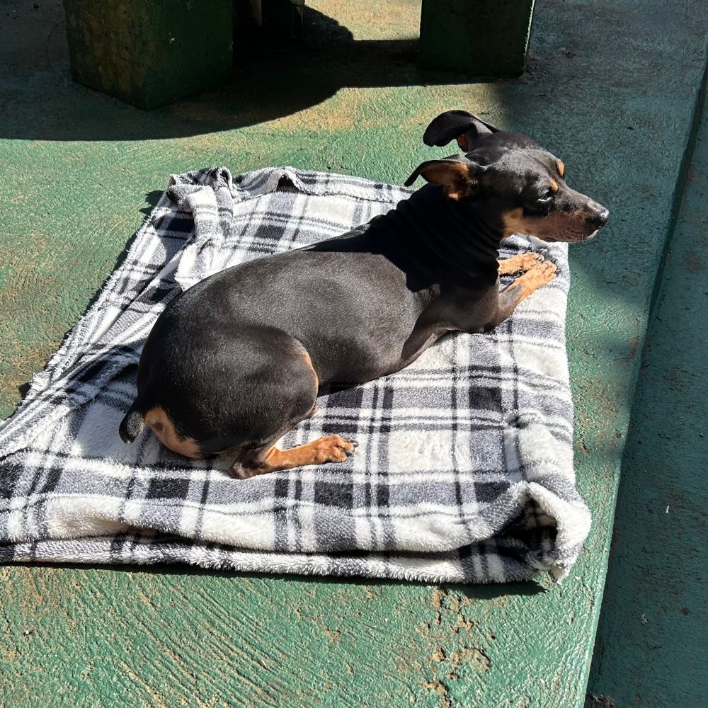my dog paco taking the sun on a blanket 