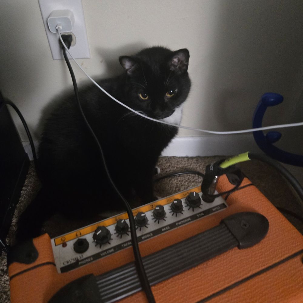 Bats the cat sitting behind an amp with wires draped over his body