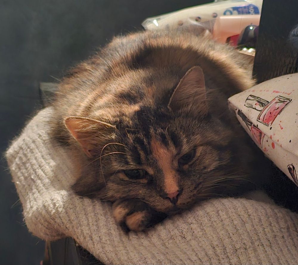 An elusive Moomoo got woken up for this picture.
