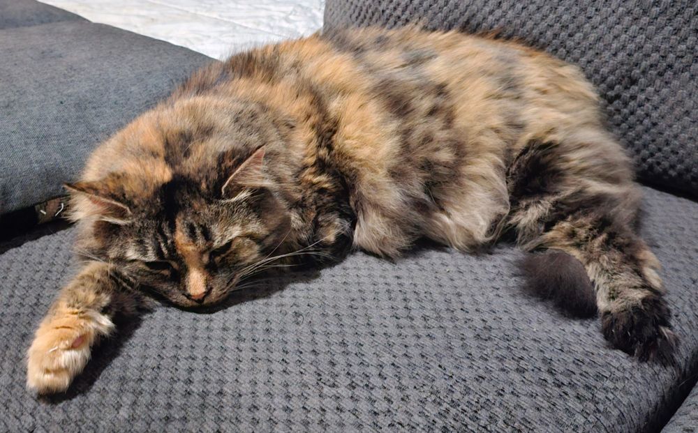 Moomoo sleeping on the couch.