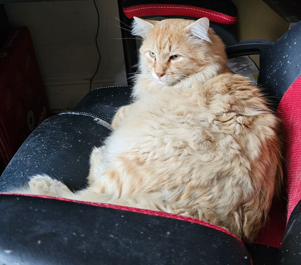 Leo on my painting desk chair.