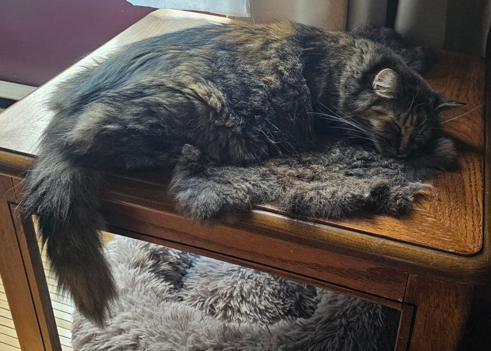 Po sleeping on the small coffee table.