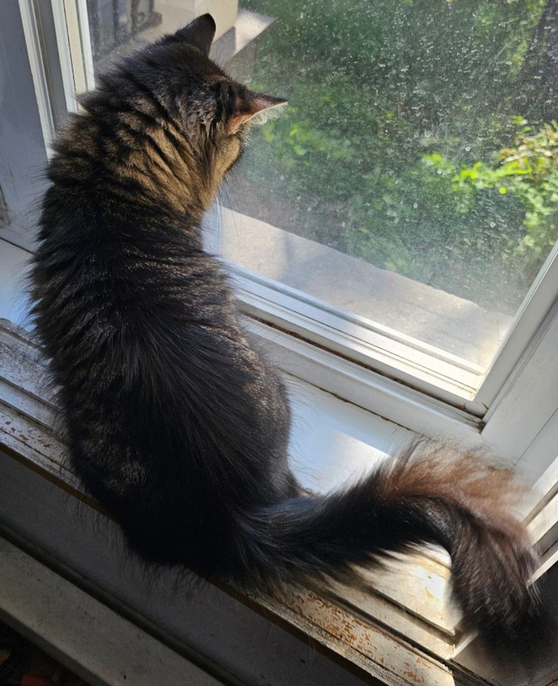Mama Chips monitoring the squirrels outside the window.