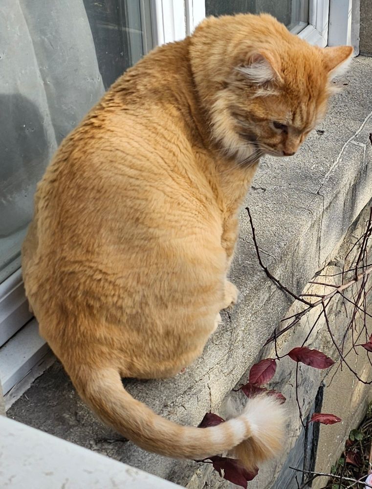 Papa Leo, in the cold, outside the window.