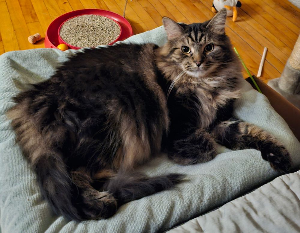 Tato floofing and being cute.