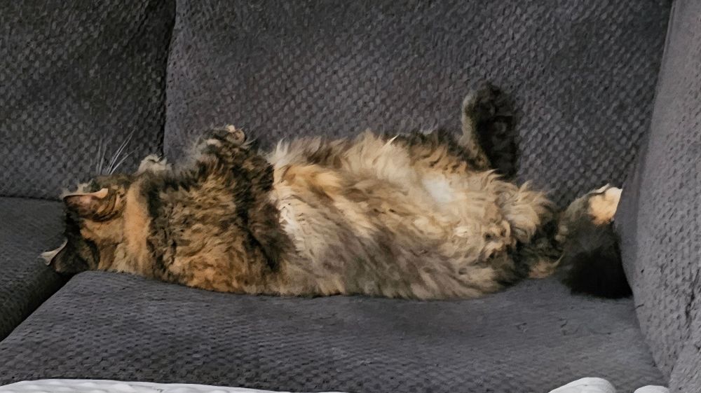 Moomoo sleeping on the couch.