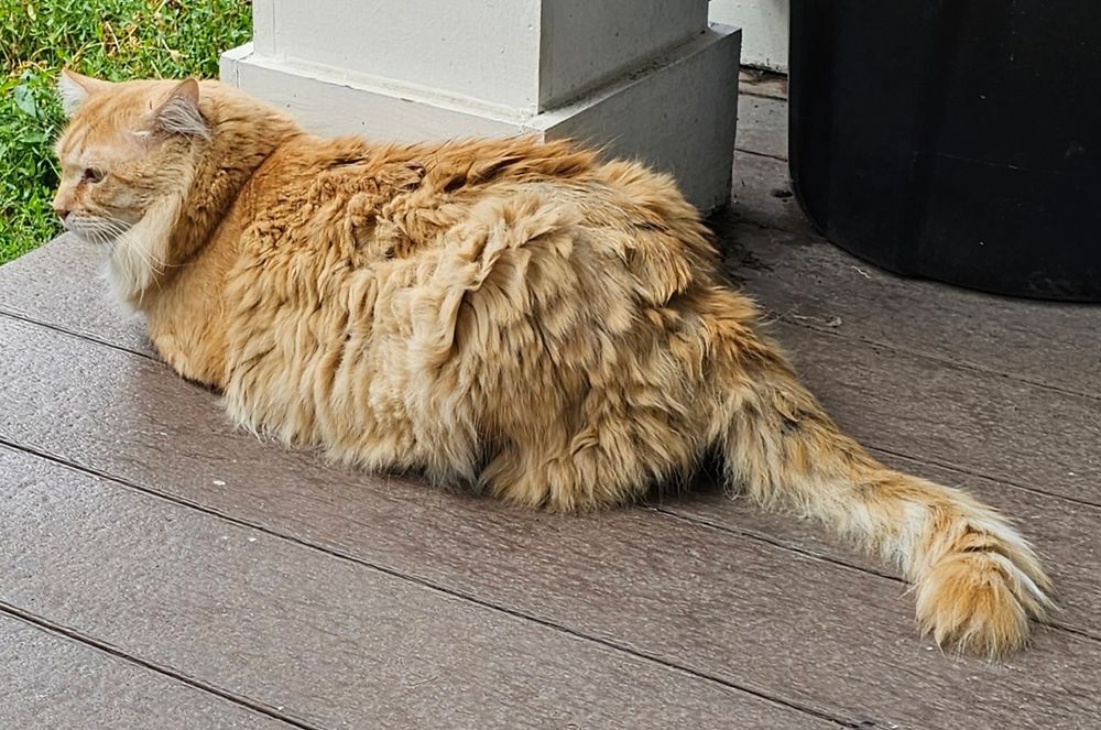 Leo on the porch, surveilling the place.